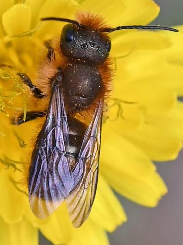Osmia brevicornis